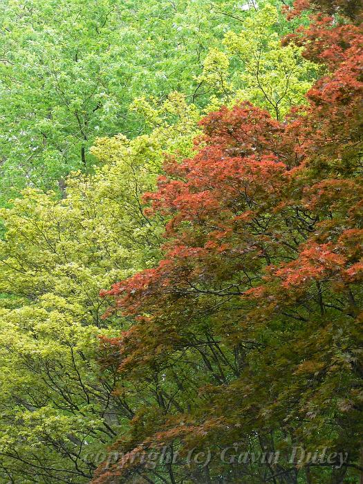 Leaf colours, Tindale Gardens P1040909.JPG